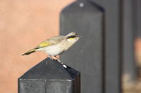 Singing honeyeater feeling the cold